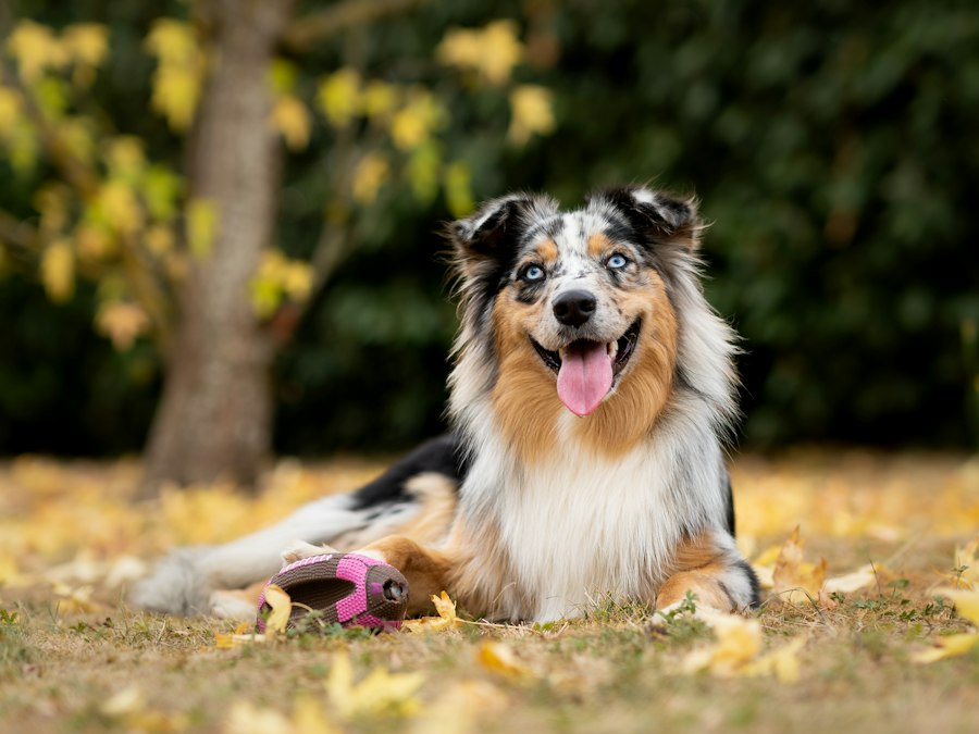 Berger australien bleu merle posé au milieu de feuilles d'automne