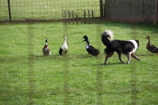 Berger australien noir et blanc guidant quatre canards sur une pelouse