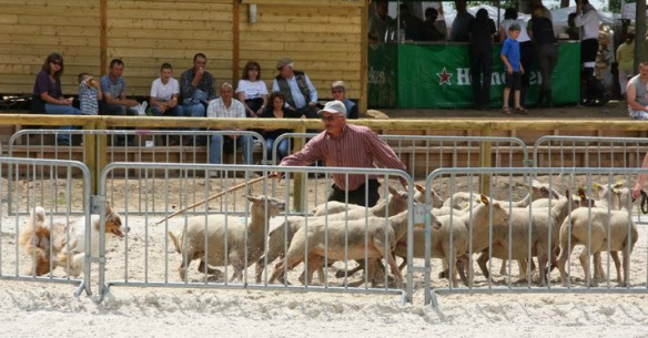 Berger australien conduisant un groupe de moutons dans un enclos devant le public lors d'un stockdog trial