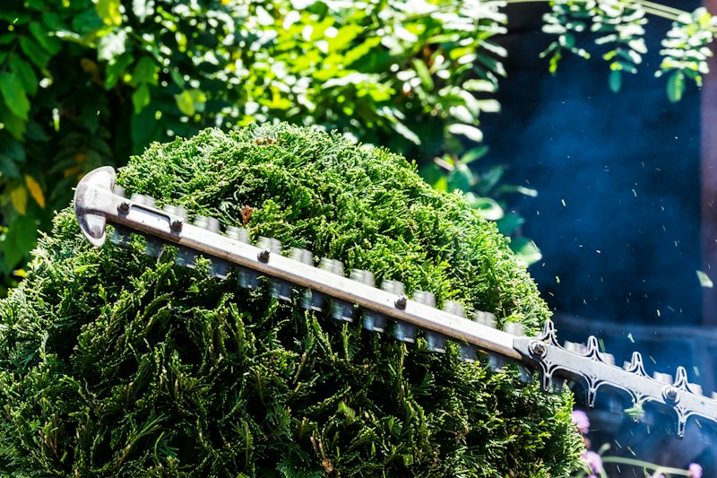 Jardinier taillant une haie au taille-haie thermique.