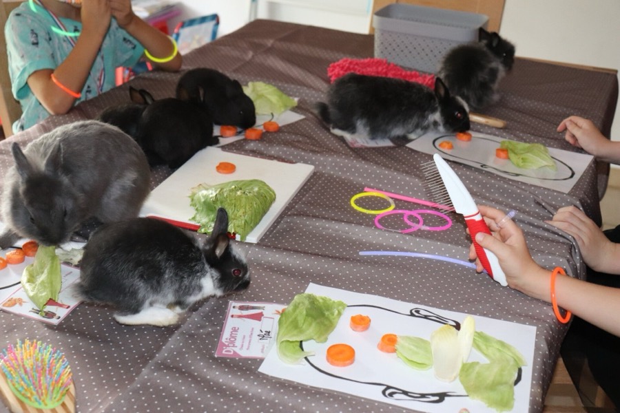 Des enfants découpent des légumes et nourrissent des lapins installés sur une table lors d'un atelier découverte