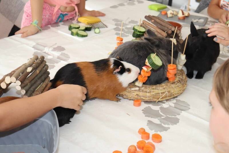 Des enfants nourrissent des cochons d'Inde et des lapins avec des rondelles de carotte et des légumes frais