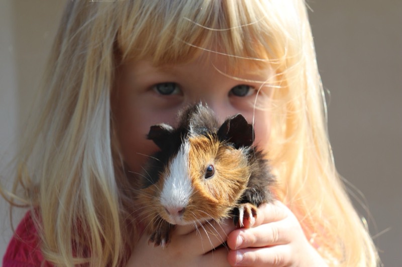 Une petite fille blonde tient délicatement un cochon d'Inde roux et blanc contre sa joue