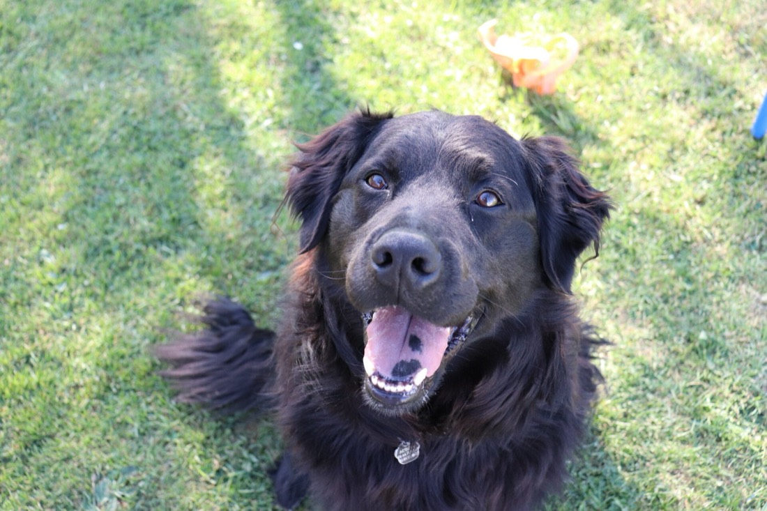 Haribo, le chien golden retriever croisé noir, assis dans l'herbe la gueule ouverte, regardant vers l'objectif