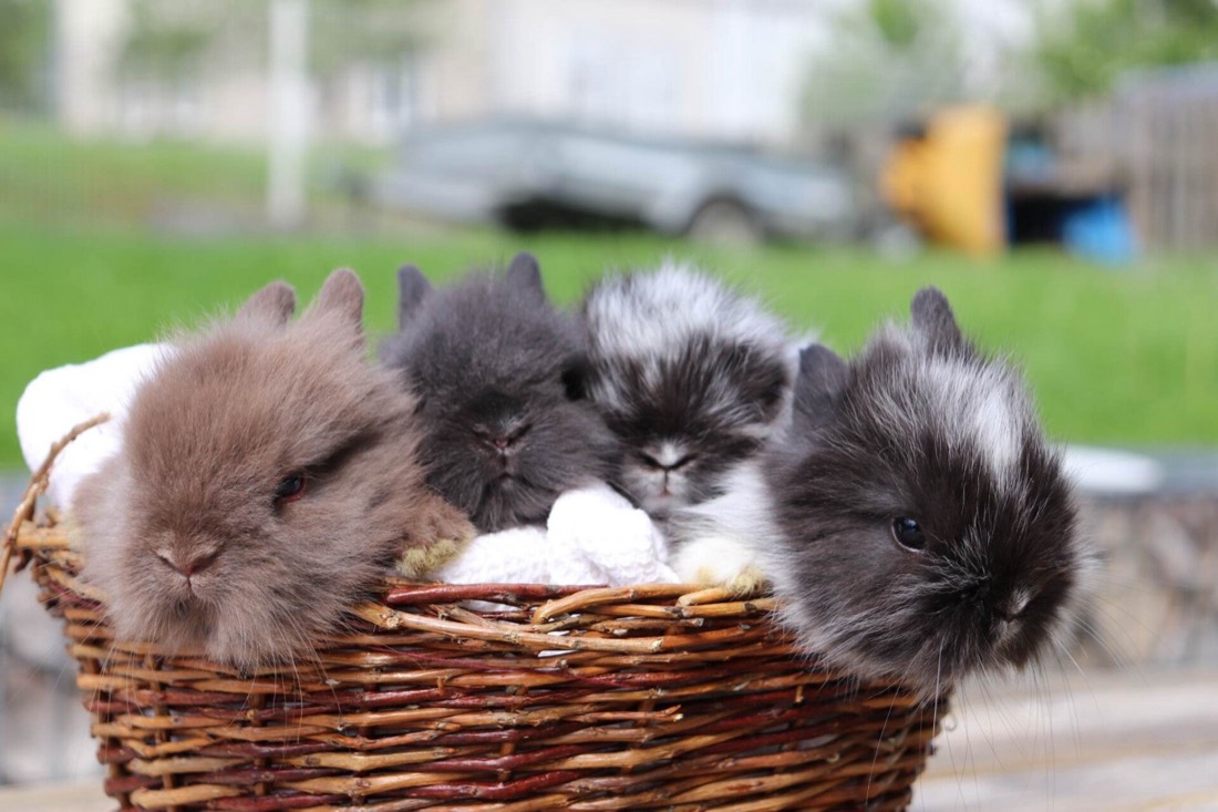 Quatre jeunes lapins angoras installés dans un panier en osier posé dans l'herbe