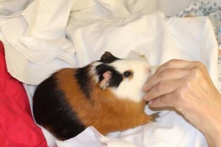 La main d'une personne âgée caresse délicatement un cochon d'Inde tricolore installé sur son lit, lors d'une séance en établissement