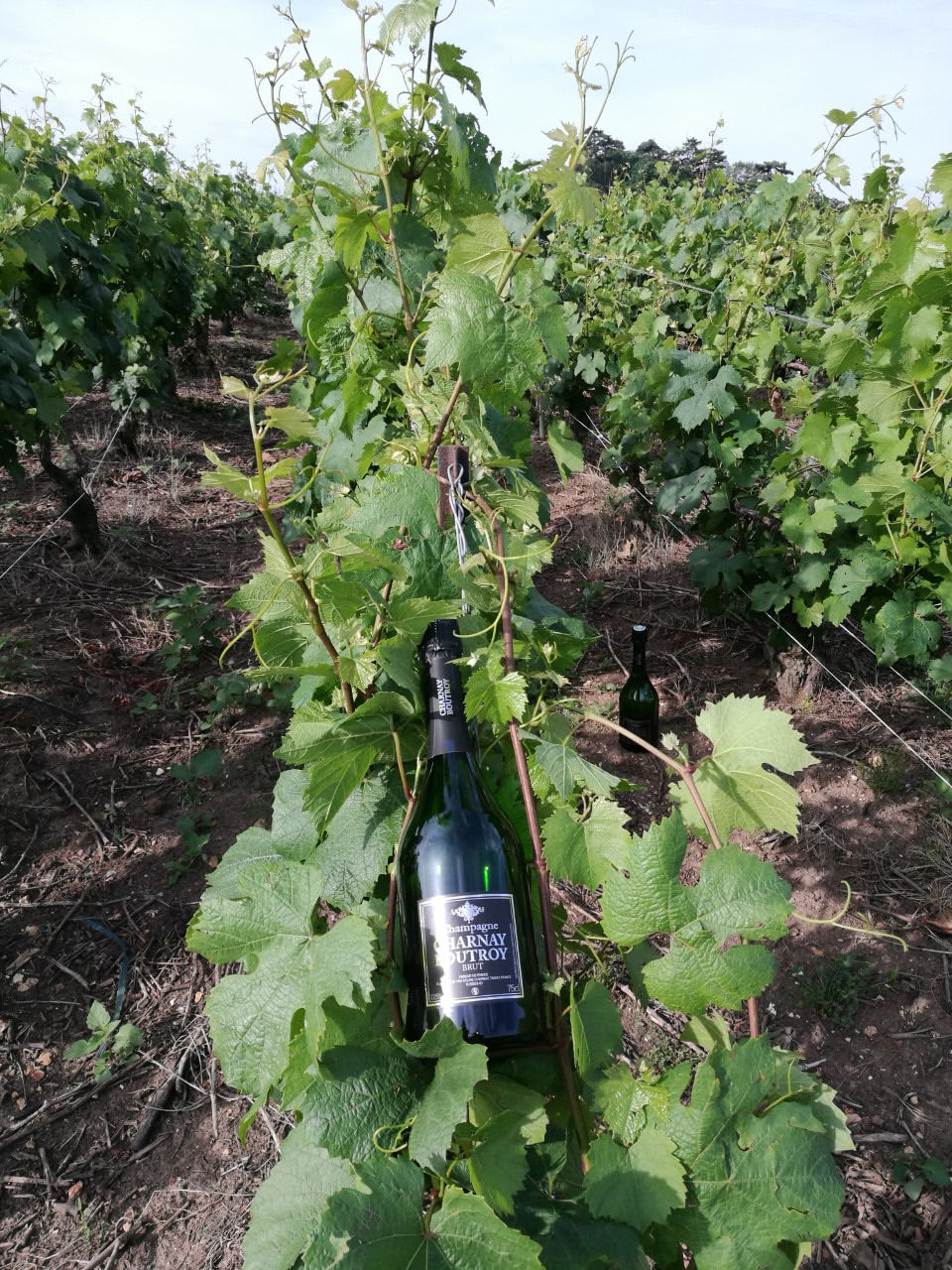 Bouteille de Champagne Charnay Boutroy posée entre deux rangs de vignes en feuilles, dans le vignoble de Taissy.