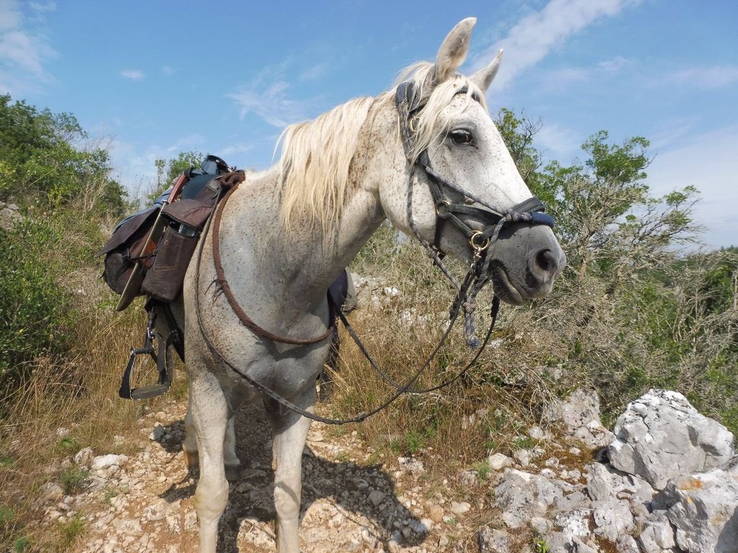Cheval blanc sellé sur un sentier rocheux du causse
