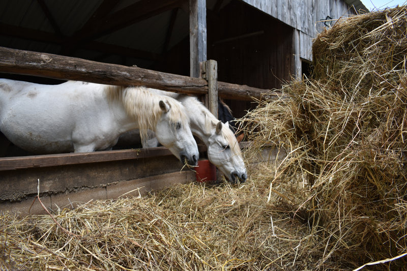 Chevaux au râtelier mangeant du foin bio produit sur la ferme