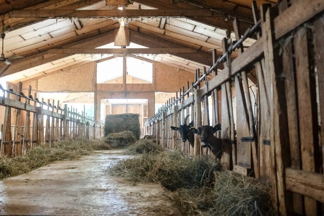 Intérieur de la chèvrerie et de la salle de traite de la ferme