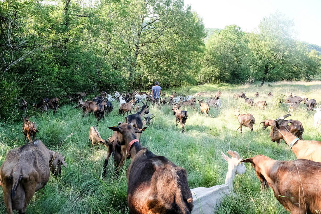 Chèvres de la ferme au pré, que l'on croise pendant le séjour