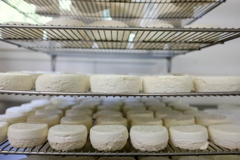 Rocamadours et cabécous en cours d'affinage sur les claies de la fromagerie
