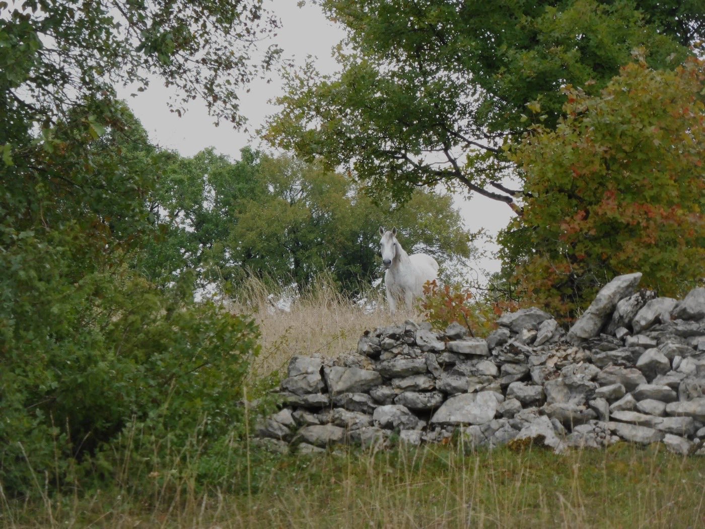 Mur de pierre sèche bordant un chemin du causse