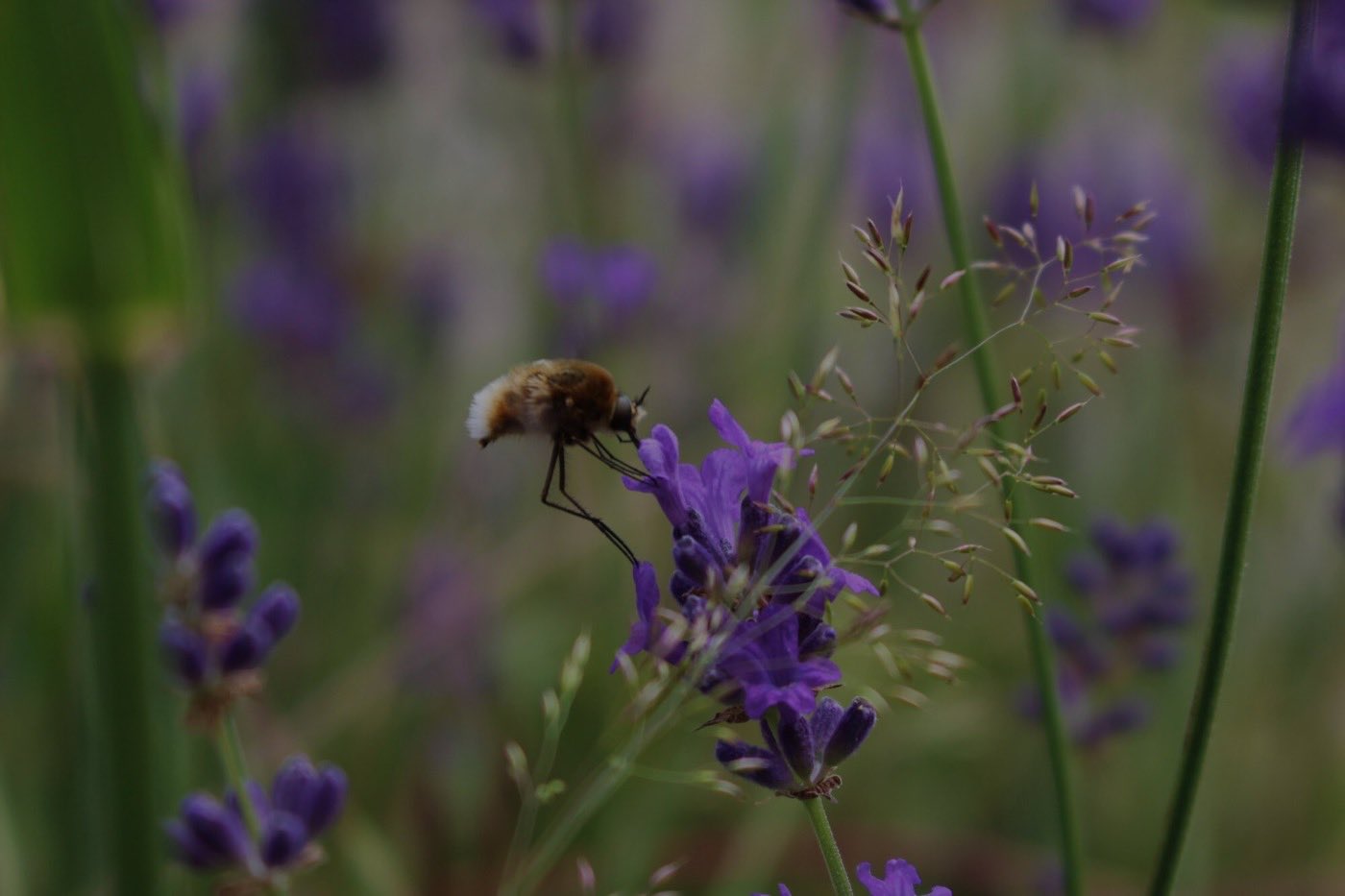 Lavande en fleur et abeille butinant, aux abords de la ferme