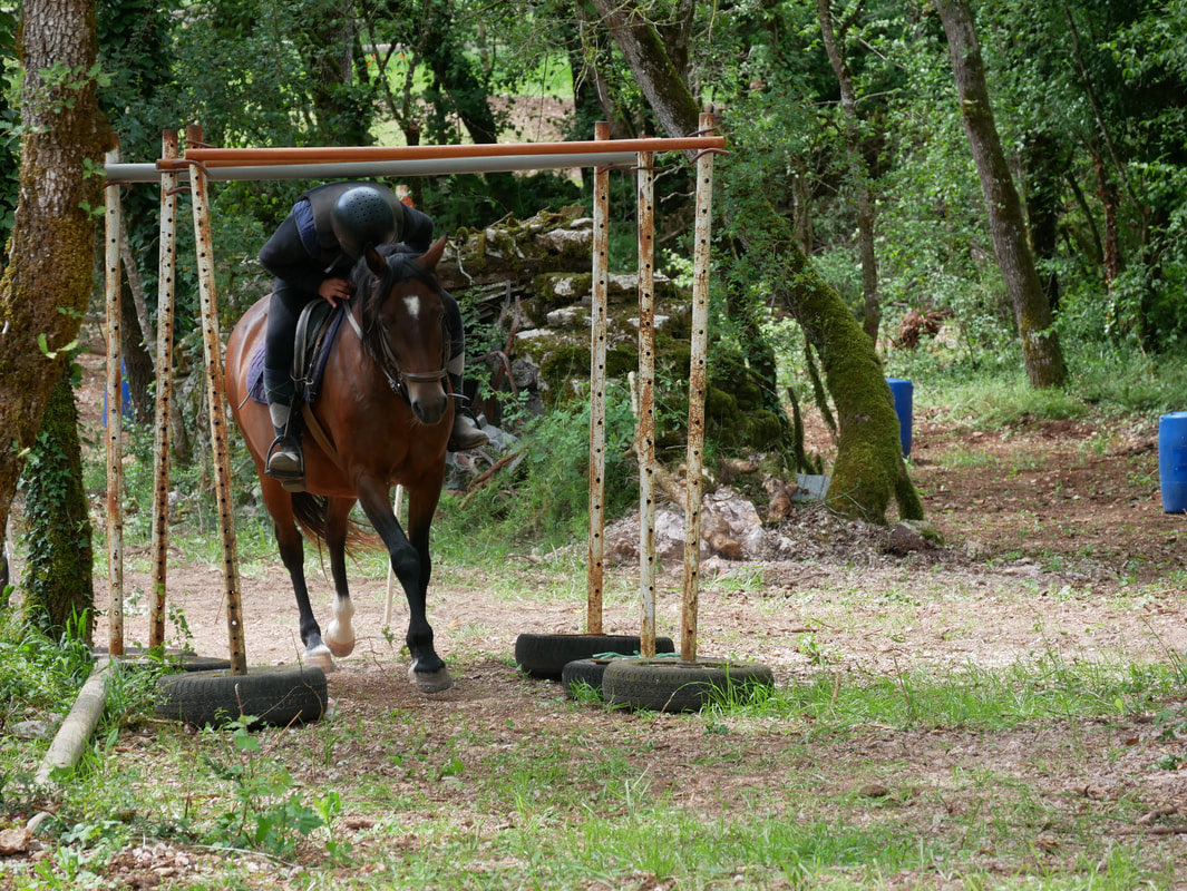 Cheval franchissant un dispositif du parcours en terrain varié dans les bois