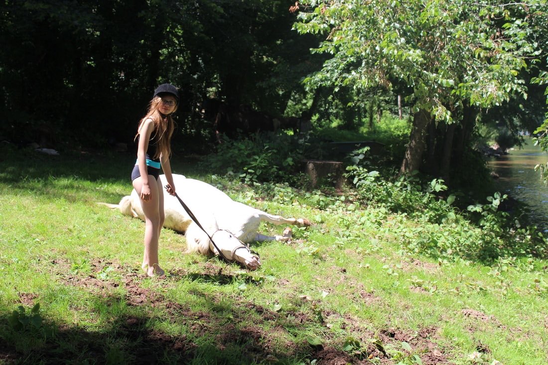 Séance de travail à pied et d'éthologie avec un cheval couché dans l'herbe