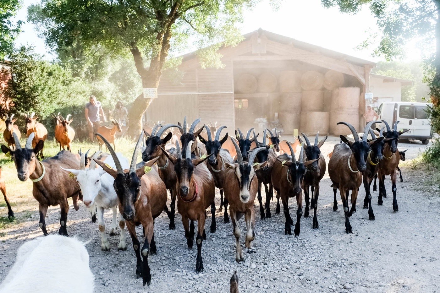 Troupeau de chèvres de la ferme rentrant vers la chèvrerie