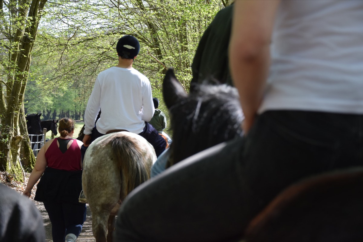 Balade à cheval en forêt autour de Beaumesnil, vue depuis la selle