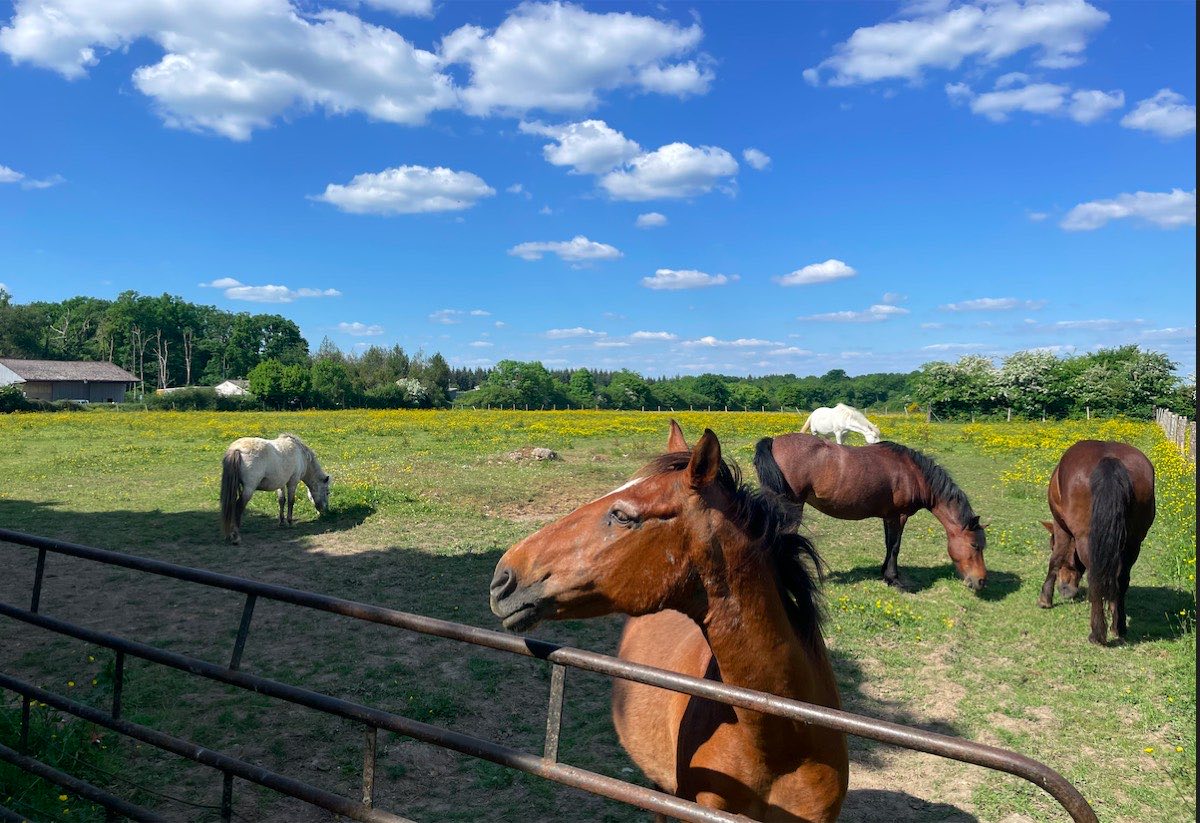 Chevaux au pré sous un ciel bleu dans les pâtures des Écuries Évasions