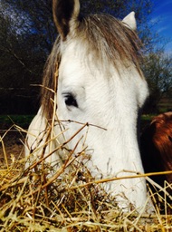 Portrait de Tycoon, cheval pyrénéen à la robe grise