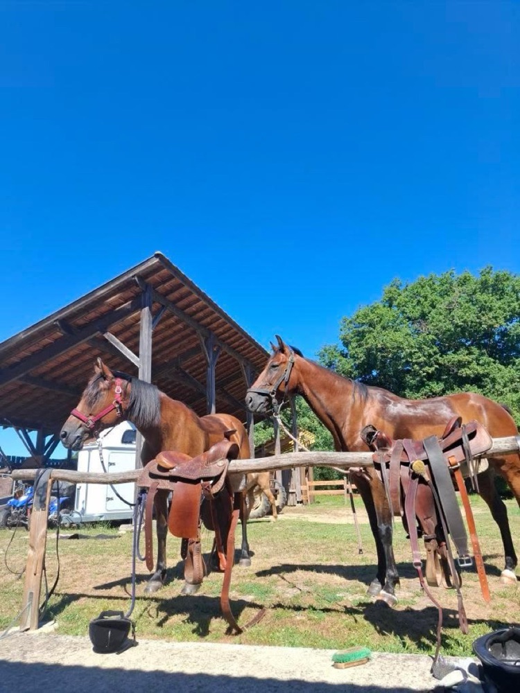 Chevaux sellés attachés à la barre sous le hangar du Ranch M, prêts pour la promenade